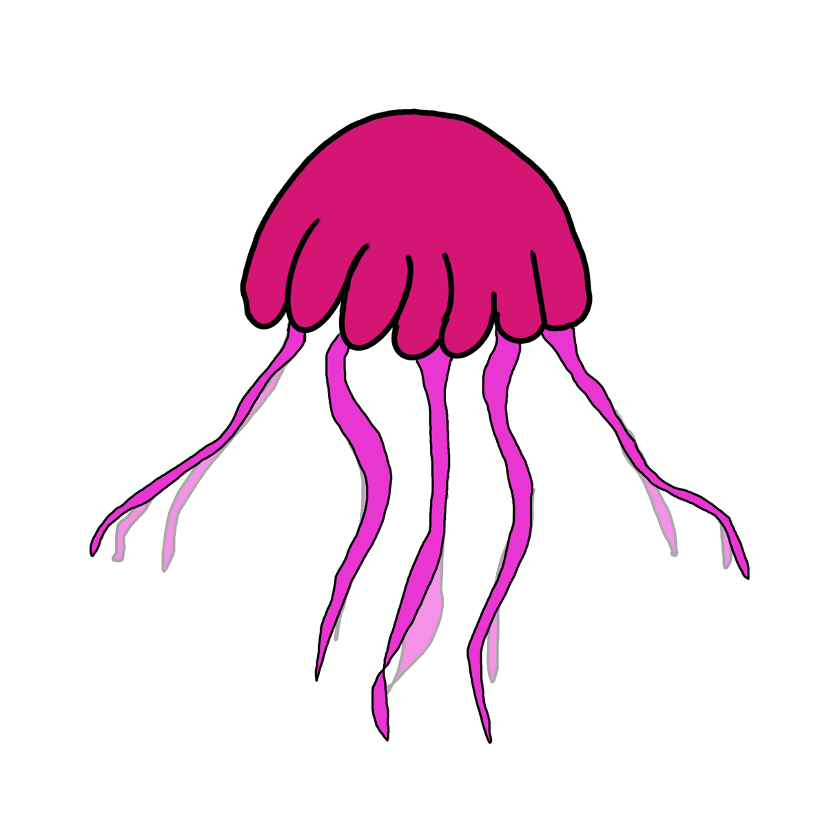 Jellyfish