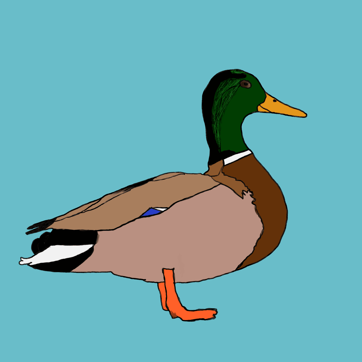 Mallard